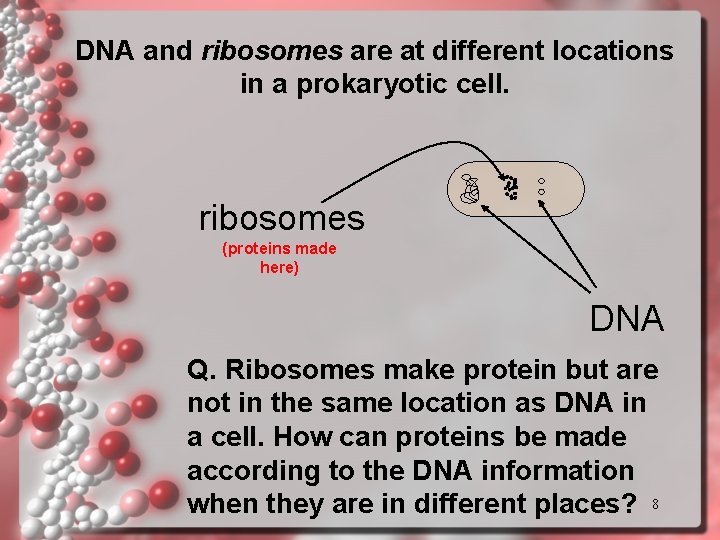 DNA and ribosomes are at different locations in a prokaryotic cell. ribosomes (proteins made DNA and ribosomes are at different locations in a prokaryotic cell. ribosomes (proteins made