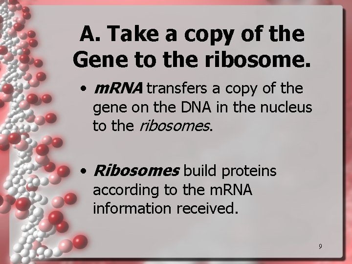 A. Take a copy of the Gene to the ribosome. • m. RNA transfers A. Take a copy of the Gene to the ribosome. • m. RNA transfers