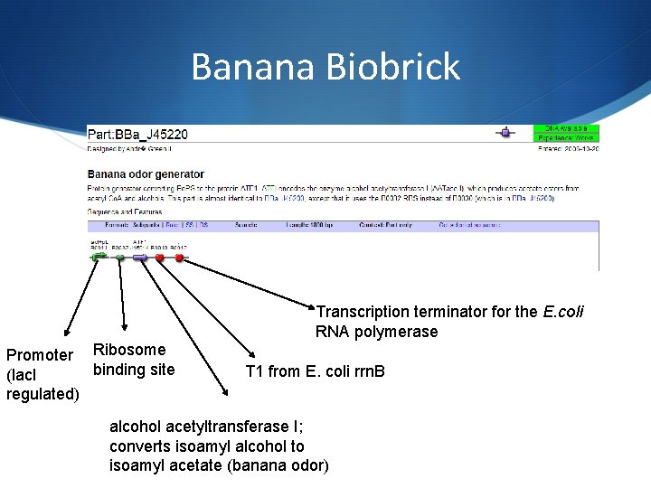 Banana Biobrick Transcription terminator for the E. coli RNA polymerase Promoter Ribosome binding site