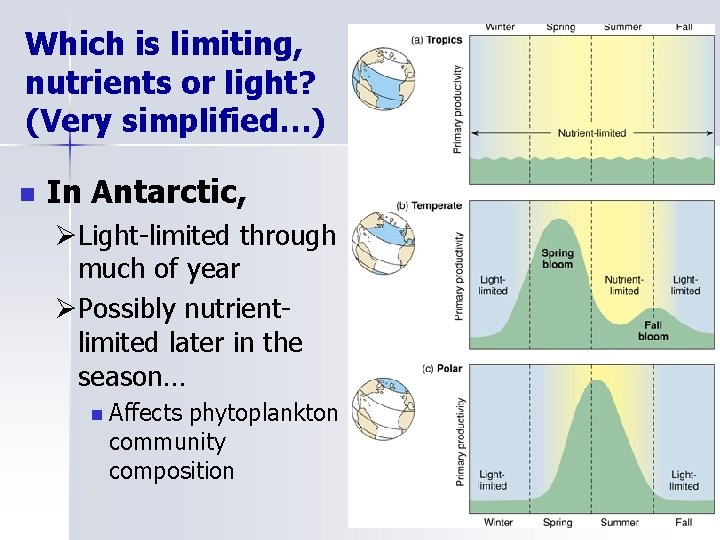Which is limiting, nutrients or light? (Very simplified…) n In Antarctic, ØLight-limited through much