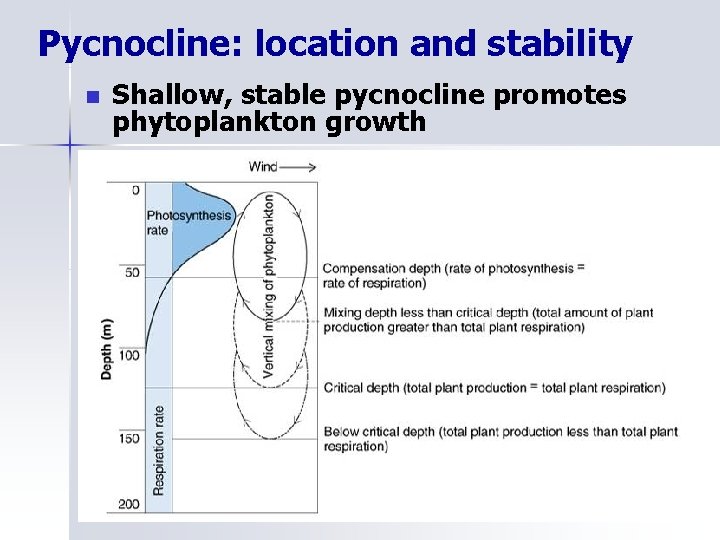 Pycnocline: location and stability n Shallow, stable pycnocline promotes phytoplankton growth 
