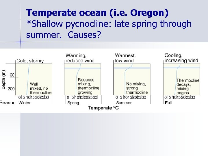 Temperate ocean (i. e. Oregon) *Shallow pycnocline: late spring through summer. Causes? 