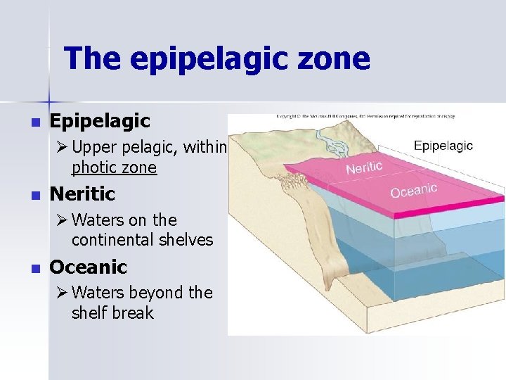 The epipelagic zone n Epipelagic Ø Upper pelagic, within photic zone n Neritic Ø