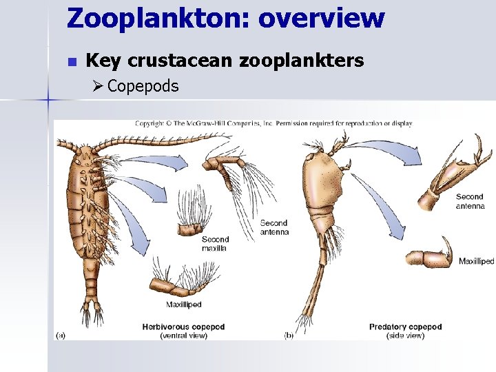 Zooplankton: overview n Key crustacean zooplankters Ø Copepods 