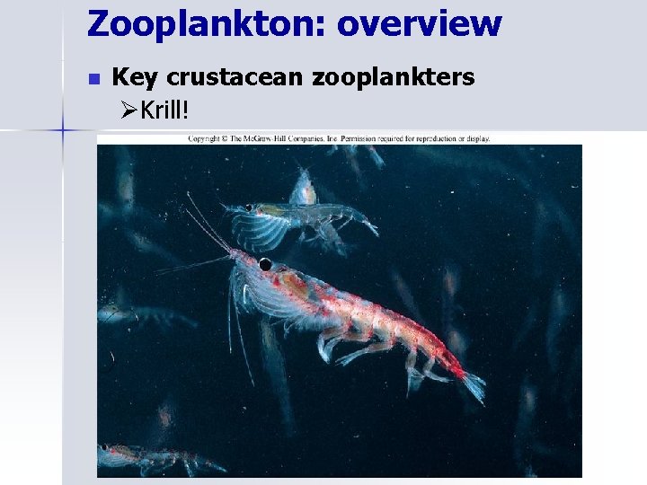 Zooplankton: overview n Key crustacean zooplankters ØKrill! 