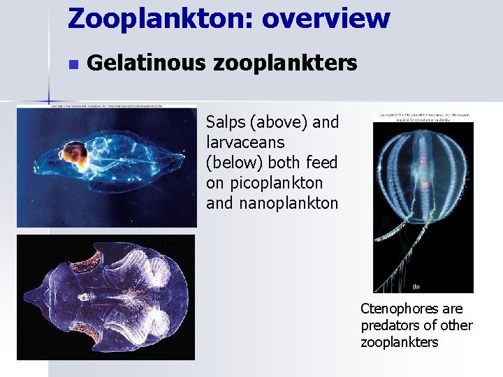 Zooplankton: overview n Gelatinous zooplankters Salps (above) and larvaceans (below) both feed on picoplankton