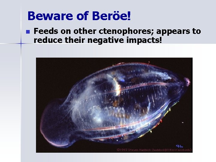 Beware of Beröe! n Feeds on other ctenophores; appears to reduce their negative impacts!