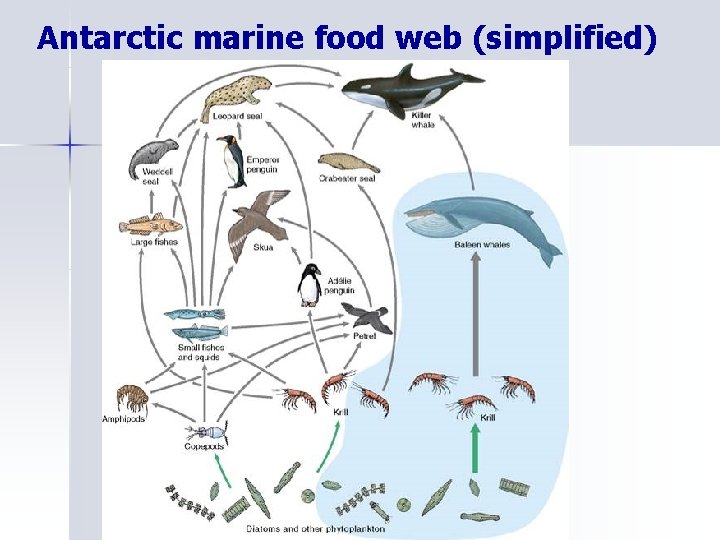 Antarctic marine food web (simplified) 