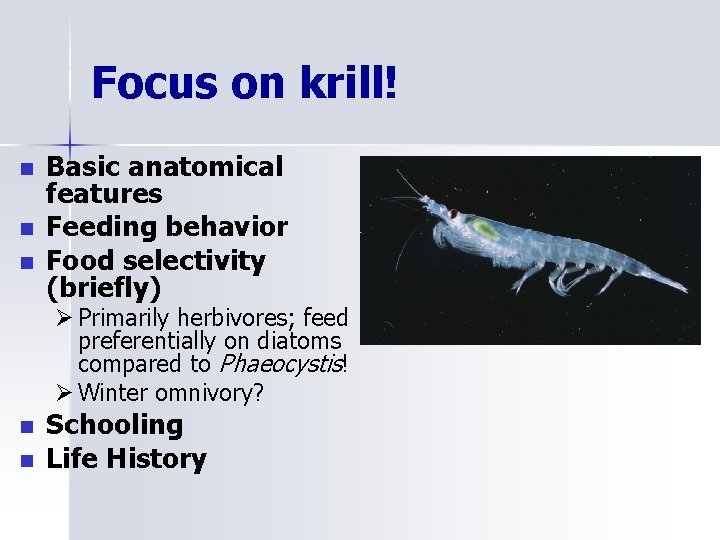 Focus on krill! n n n Basic anatomical features Feeding behavior Food selectivity (briefly)