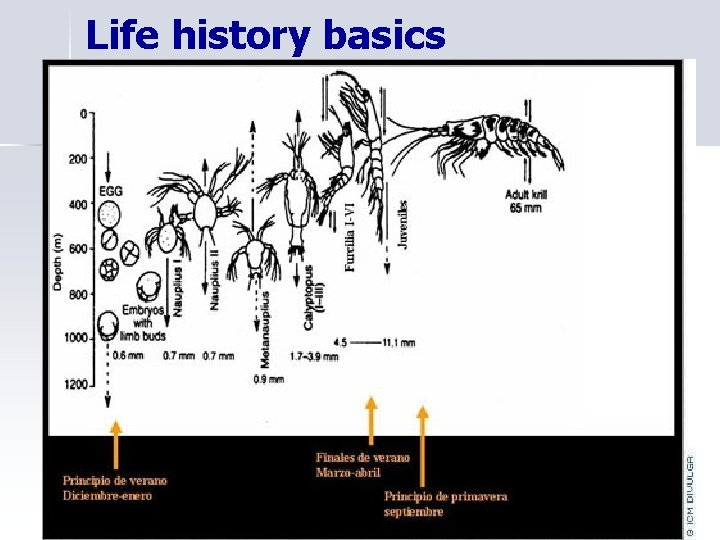 Life history basics Nauplius 