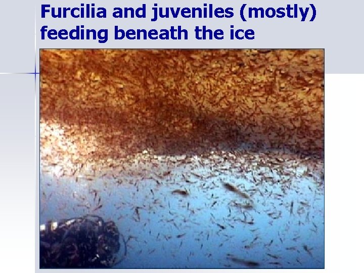 Furcilia and juveniles (mostly) feeding beneath the ice 