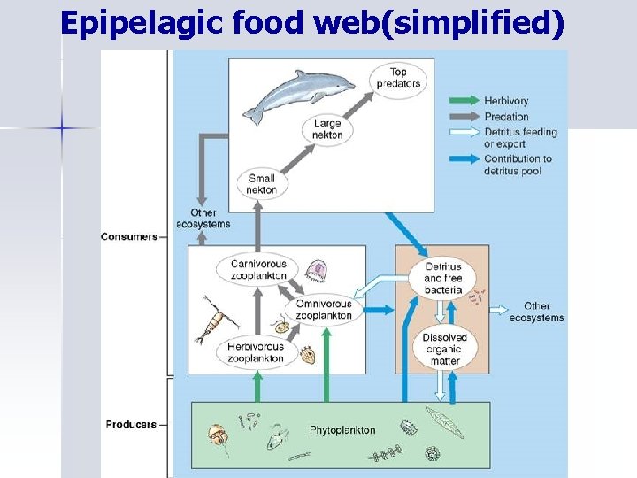 Epipelagic food web(simplified) 