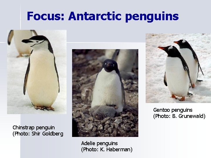 Focus: Antarctic penguins Gentoo penguins (Photo: B. Grunewald) Chinstrap penguin (Photo: Shir Goldberg Adelie