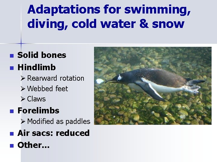 Adaptations for swimming, diving, cold water & snow n n Solid bones Hindlimb Ø