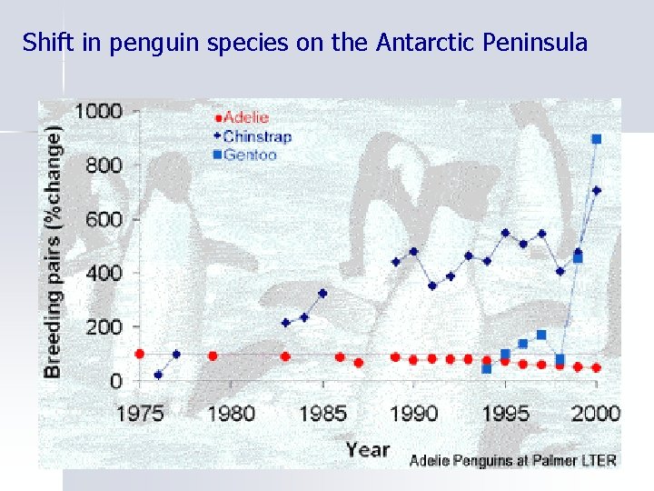 Shift in penguin species on the Antarctic Peninsula 