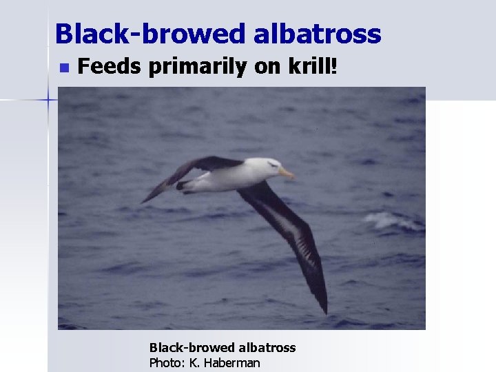 Black-browed albatross n Feeds primarily on krill! Black-browed albatross Photo: K. Haberman 