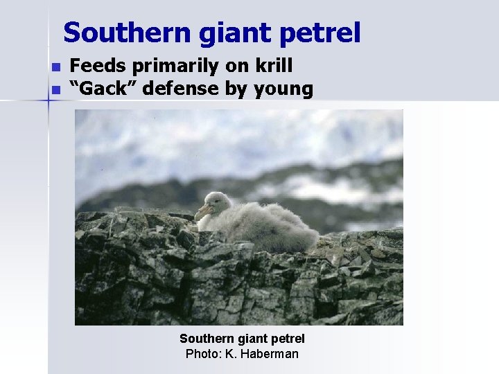 Southern giant petrel n n Feeds primarily on krill “Gack” defense by young Southern