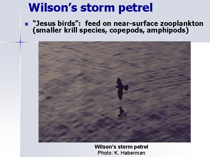 Wilson’s storm petrel n “Jesus birds”: feed on near-surface zooplankton (smaller krill species, copepods,
