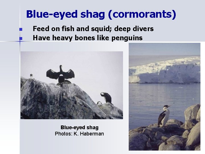 Blue-eyed shag (cormorants) n n Feed on fish and squid; deep divers Have heavy