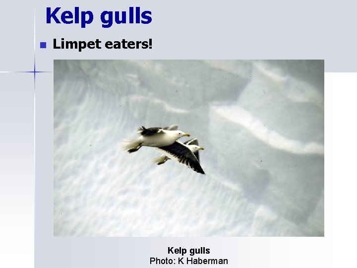 Kelp gulls n Limpet eaters! Kelp gulls Photo: K Haberman 