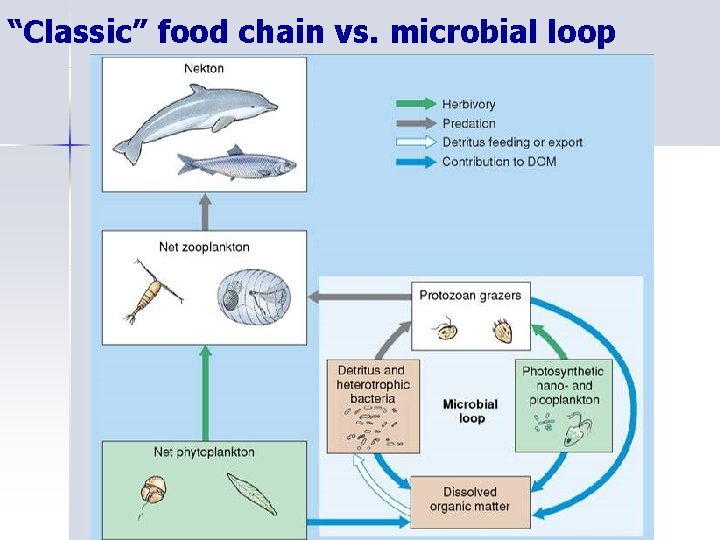 “Classic” food chain vs. microbial loop 