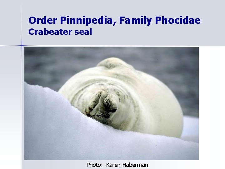 Order Pinnipedia, Family Phocidae Crabeater seal Photo: Karen Haberman 