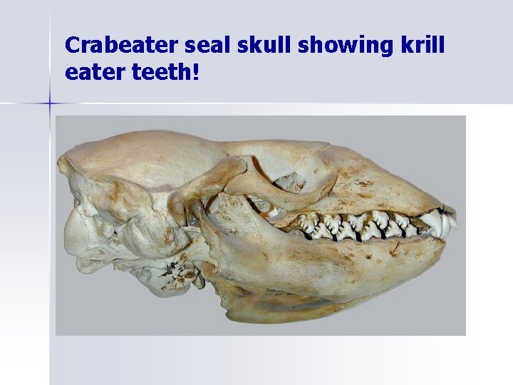 Crabeater seal skull showing krill eater teeth! 