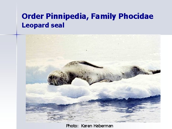 Order Pinnipedia, Family Phocidae Leopard seal Photo: Karen Haberman 