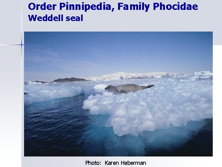 Order Pinnipedia, Family Phocidae Weddell seal Photo: Karen Haberman 