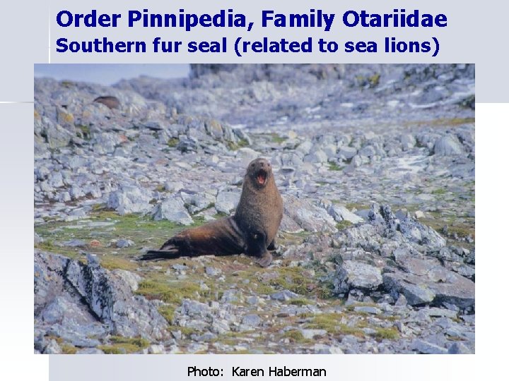 Order Pinnipedia, Family Otariidae Southern fur seal (related to sea lions) Photo: Karen Haberman