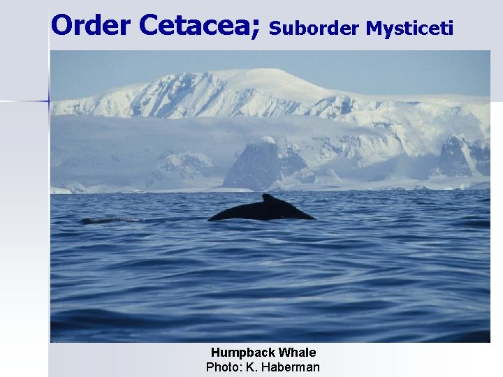 Order Cetacea; Suborder Mysticeti Humpback Whale Photo: K. Haberman 