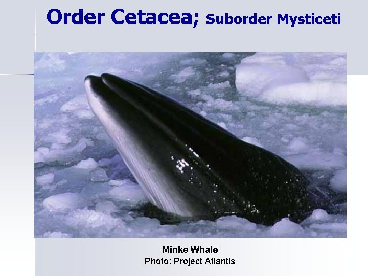 Order Cetacea; Suborder Mysticeti Minke Whale Photo: Project Atlantis 