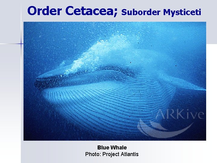 Order Cetacea; Suborder Mysticeti Blue Whale Photo: Project Atlantis 