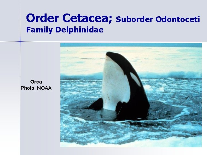 Order Cetacea; Suborder Odontoceti Family Delphinidae Orca Photo: NOAA 