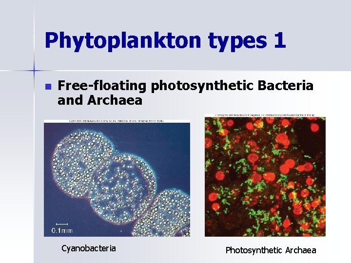 Phytoplankton types 1 n Free-floating photosynthetic Bacteria and Archaea Cyanobacteria Photosynthetic Archaea 