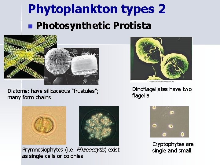 Phytoplankton types 2 n Photosynthetic Protista Diatoms: have silicaceous “frustules”; many form chains Prymnesiophytes