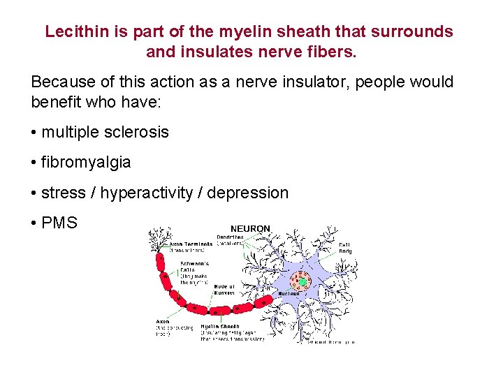 Lecithin is part of the myelin sheath that surrounds and insulates nerve fibers. Because