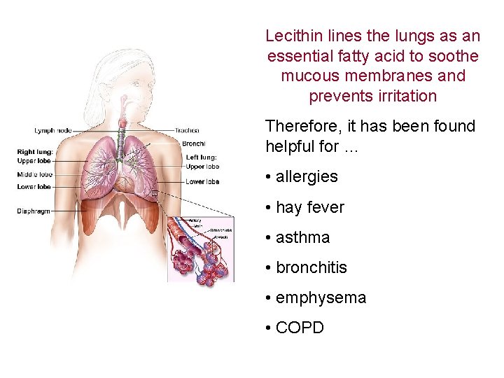 Lecithin lines the lungs as an essential fatty acid to soothe mucous membranes and