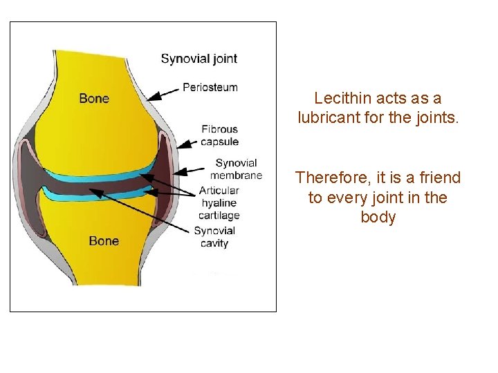 Lecithin acts as a lubricant for the joints. Therefore, it is a friend to