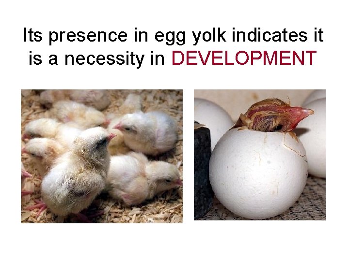 Its presence in egg yolk indicates it is a necessity in DEVELOPMENT 