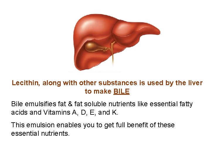 Lecithin, along with other substances is used by the liver to make BILE Bile