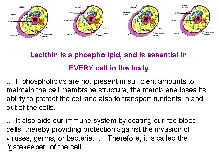 Lecithin is a phospholipid, and is essential in EVERY cell in the body. …