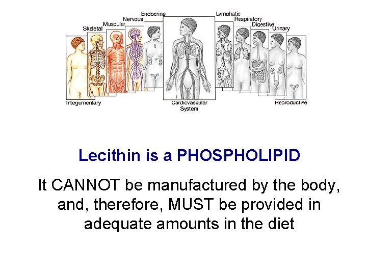 Lecithin is a PHOSPHOLIPID It CANNOT be manufactured by the body, and, therefore, MUST