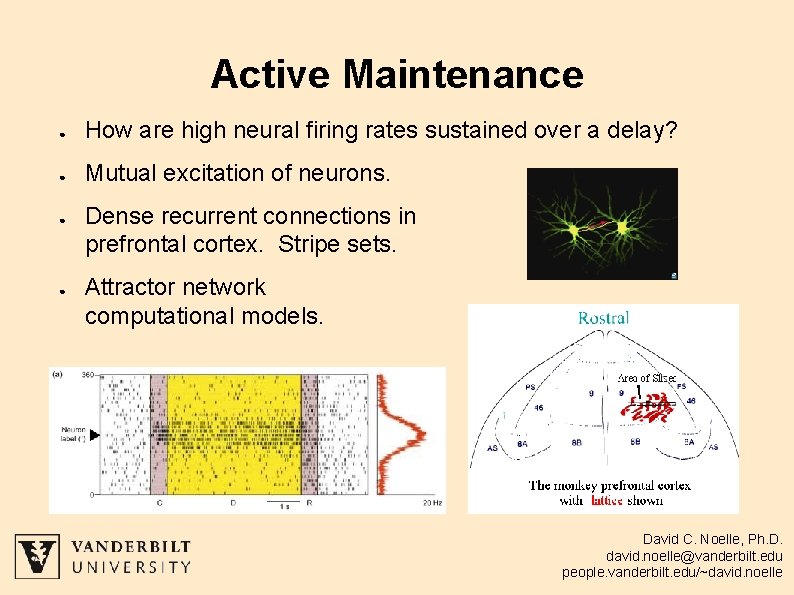 Active Maintenance ● How are high neural firing rates sustained over a delay? ●