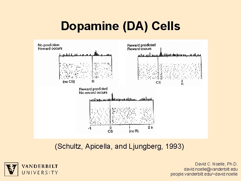 Dopamine (DA) Cells (Schultz, Apicella, and Ljungberg, 1993) David C. Noelle, Ph. D. david.