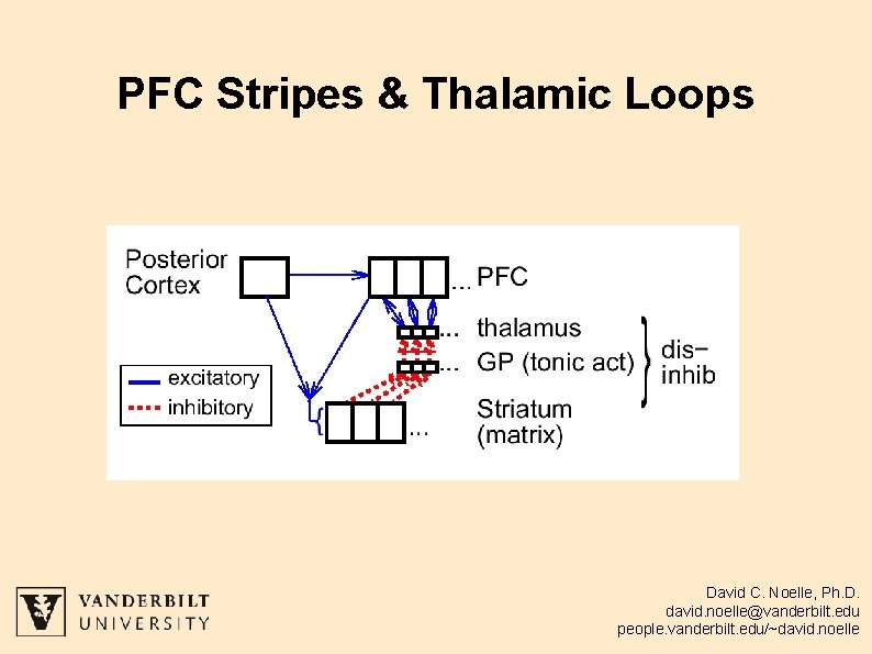 PFC Stripes & Thalamic Loops David C. Noelle, Ph. D. david. noelle@vanderbilt. edu people.