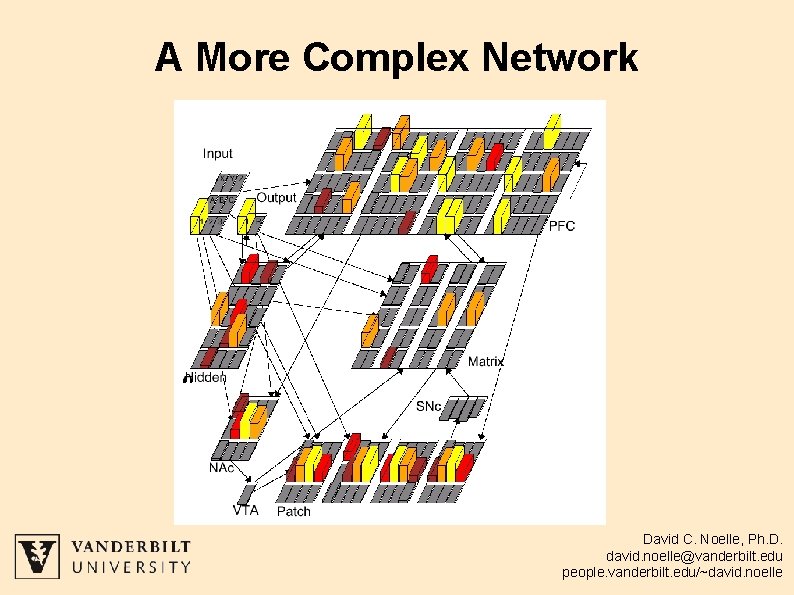 A More Complex Network David C. Noelle, Ph. D. david. noelle@vanderbilt. edu people. vanderbilt.