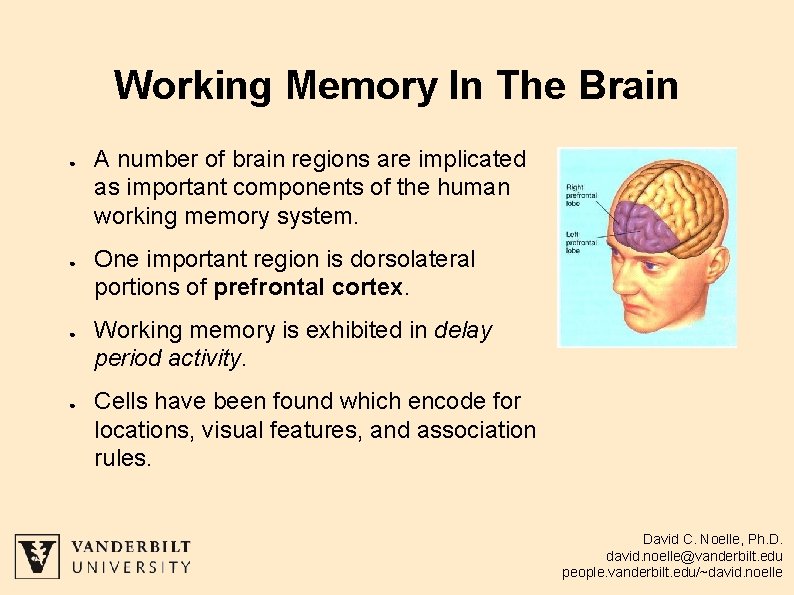 Working Memory In The Brain ● ● A number of brain regions are implicated