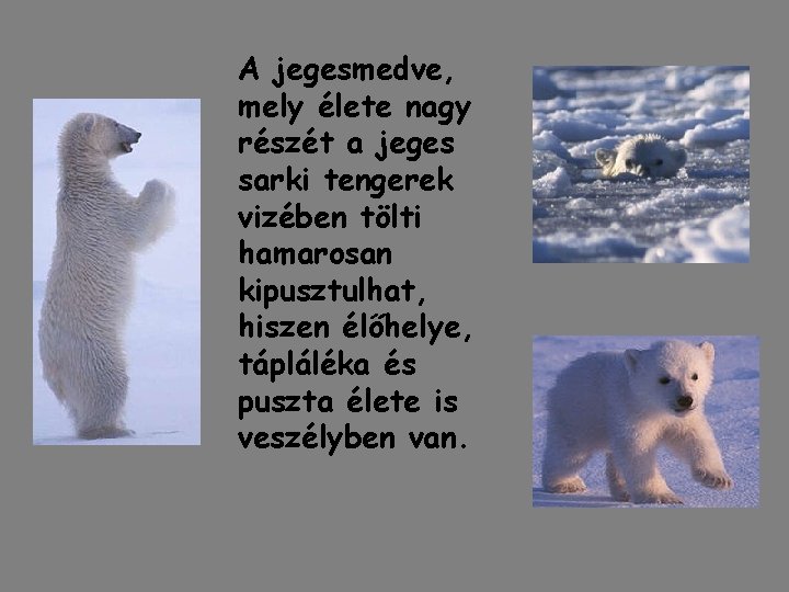 A jegesmedve, mely élete nagy részét a jeges sarki tengerek vizében tölti hamarosan kipusztulhat,