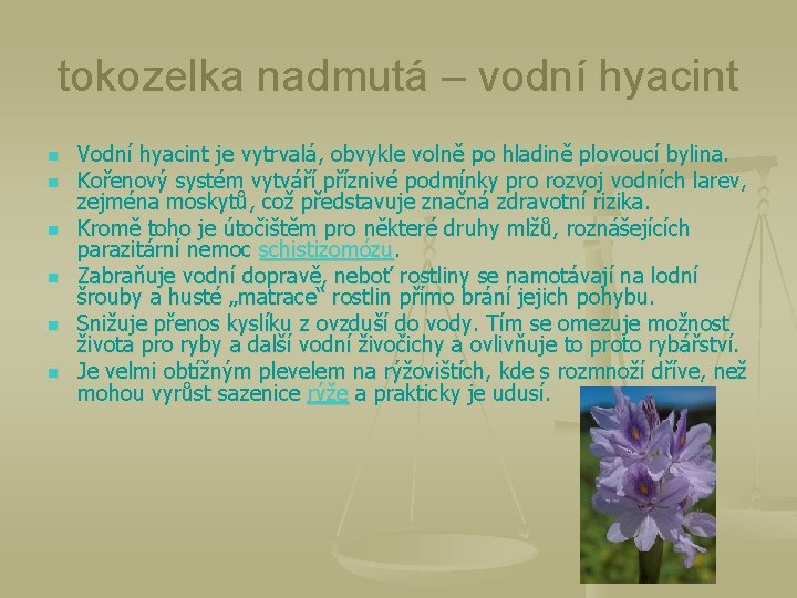 tokozelka nadmutá – vodní hyacint n n n Vodní hyacint je vytrvalá, obvykle volně